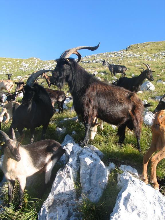 Tourist Farm Zvanc Kobarid Zewnętrze zdjęcie