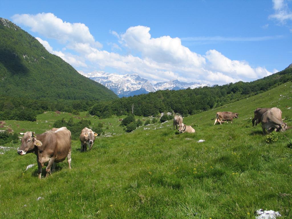 Tourist Farm Zvanc Kobarid Zewnętrze zdjęcie